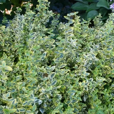 Euonymus Fortunei 'Emerald Gold' (Benved) 3 Euonymus Fortunei 'Emerald Gold' (Benved)