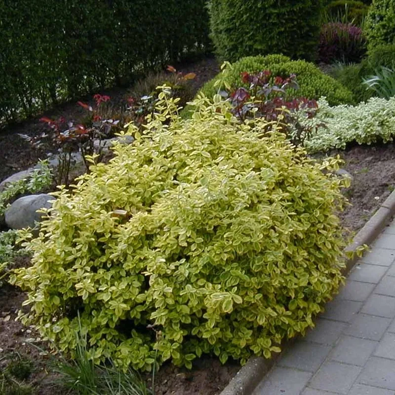 Euonymus Fortunei 'Emerald Gold' (Benved) 5 Euonymus Fortunei 'Emerald Gold' (Benved) - Image 3