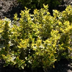 Euonymus Fortunei 'Emerald Gold' (Benved) 9 Euonymus Fortunei 'Emerald Gold' (Benved) -Planter Butik 63 10 4