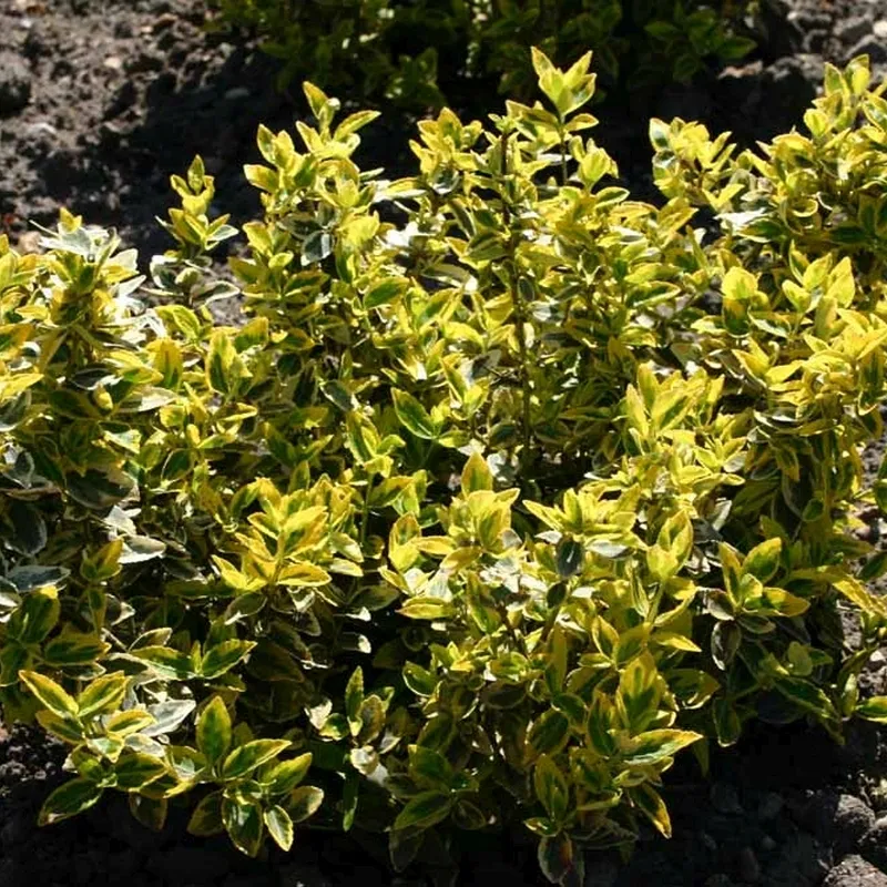 Euonymus Fortunei 'Emerald Gold' (Benved) 6 Euonymus Fortunei 'Emerald Gold' (Benved) - Image 4