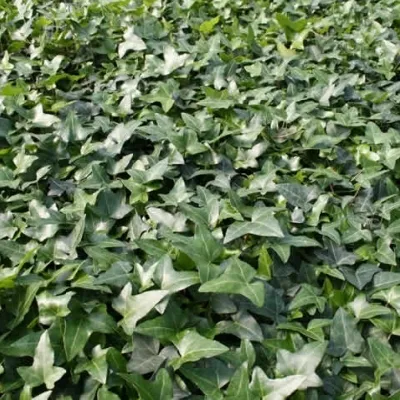 Hedera Helix 'Hesma' - Efeu 3 Hedera Helix 'Hesma' - Efeu