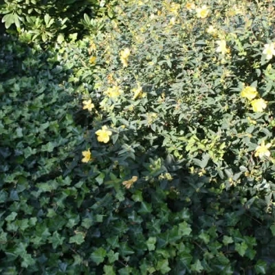 Hedera Hibernica 'Hestor' (Efeu) 4 Hedera Hibernica 'Hestor' (Efeu) - Image 2