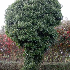 Hedera Hibernica 'Hestor' (Efeu) 7 Hedera Hibernica 'Hestor' (Efeu) -Planter Butik 63 22 3