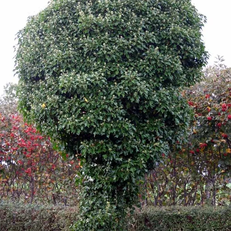 Hedera Hibernica 'Hestor' (Efeu) 5 Hedera Hibernica 'Hestor' (Efeu) - Image 3