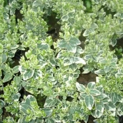 Euonymus Fortunei 'Emerald Gaity' (Benved)