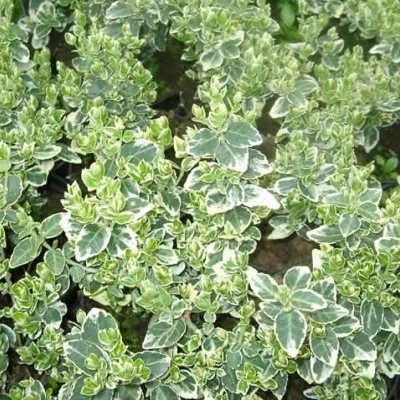 Euonymus Fortunei 'Emerald Gaity' (Benved) 3 Euonymus Fortunei 'Emerald Gaity' (Benved)