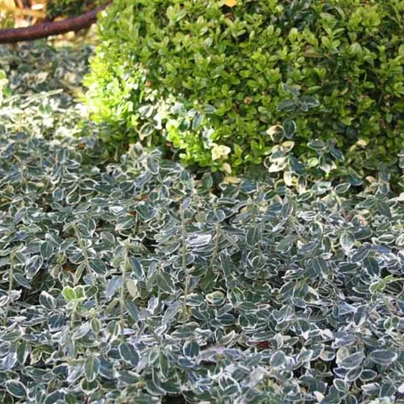 Euonymus Fortunei 'Emerald Gaity' (Benved) 4 Euonymus Fortunei 'Emerald Gaity' (Benved) - Image 2