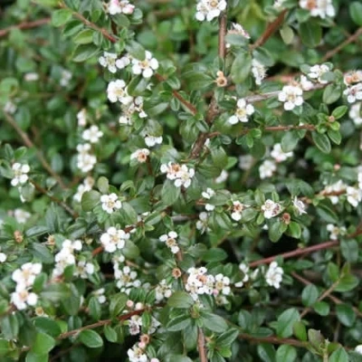 Cotoneaster Dammeri 'Queen' (Dværgmispel) 3 Cotoneaster Dammeri 'Queen' (Dværgmispel)