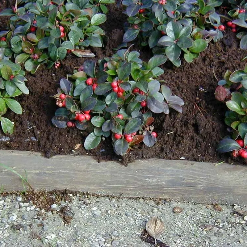 GAULTHERIA procumbens 'Red Baron' (Bjergte) 4 GAULTHERIA procumbens 'Red Baron' (Bjergte) - Image 2