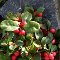 GAULTHERIA procumbens 'Red Baron' (Bjergte) 7 GAULTHERIA procumbens 'Red Baron' (Bjergte) -Planter Butik 63 46 3