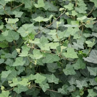 Hedera Hibernica 'Hardy Cover' (Efeu, Vedbend) 3 Hedera Hibernica 'Hardy Cover' (Efeu, Vedbend)