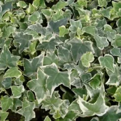 Hedera Helix 'Koldinghus' (Efeu, Vedbend)