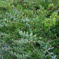 Lonicera Nitida 'Elegant' (Myrtegedeblad)