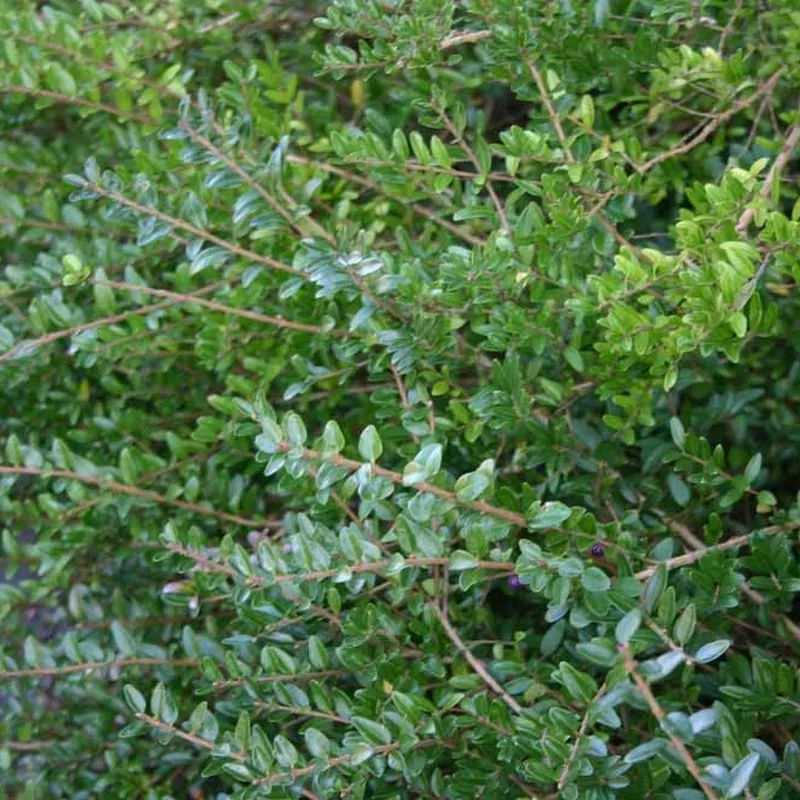 Lonicera Nitida 'Elegant' (Myrtegedeblad) 3 Lonicera Nitida 'Elegant' (Myrtegedeblad)