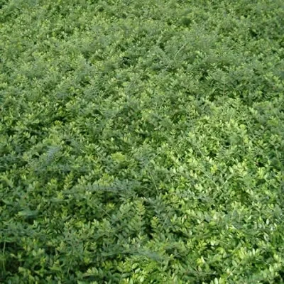 Lonicera Nitida 'Elegant' (Myrtegedeblad) 4 Lonicera Nitida 'Elegant' (Myrtegedeblad) - Image 2