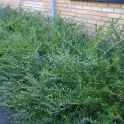 Lonicera Nitida 'Elegant' (Myrtegedeblad) 7 Lonicera Nitida 'Elegant' (Myrtegedeblad) -Planter Butik 63 58 3