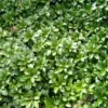 PACHYSANDRA terminalis 'Green Carpet' (Vinterglans) 2 PACHYSANDRA terminalis 'Green Carpet' (Vinterglans) -Planter Butik 63 64 1
