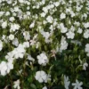 VINCA Minor 'Alba' (Vintergrøn / Liden Singrøn) 1 VINCA Minor 'Alba' (Vintergrøn / Liden Singrøn) -Planter Butik 63 67 1