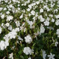 VINCA Minor 'Alba' (Vintergrøn / Liden Singrøn)
