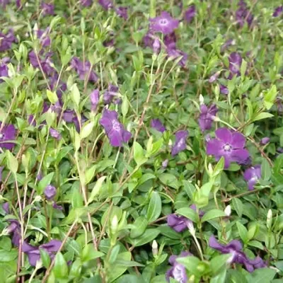 VINCA Minor 'Rubin' (Vintergrøn / Liden Singrøn) 3 VINCA Minor 'Rubin' (Vintergrøn / Liden Singrøn)