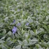 VINCA Minor 'Albina' - Vintergrøn 2 VINCA Minor 'Albina' - Vintergrøn -Planter Butik 63 71 1