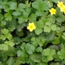 WALDSTEINIA Ternata (Guldjordbær)