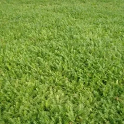 LEPTINELLA (Cotula) Squalida (Trædebregne)