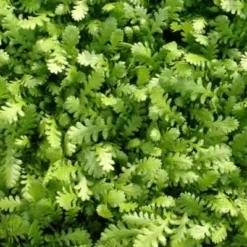 LEPTINELLA (Cotula) Dioica 'Reptans' (Trædebregne)