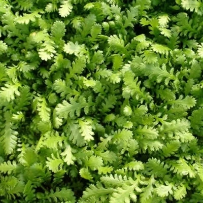 LEPTINELLA (Cotula) Dioica 'Reptans' (Trædebregne) 3 LEPTINELLA (Cotula) Dioica 'Reptans' (Trædebregne)