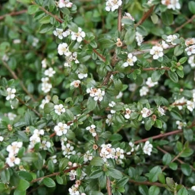 COTONEASTER Dammeri (Dværgmispel, Røde Bær Efterår) 3 COTONEASTER Dammeri (Dværgmispel, Røde Bær Efterår)