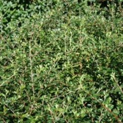 COTONEASTER Dammeri 'Skogholm' (Dværgmispel, Røde Bær Efterår)