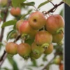 Malus 'Evereste.'   - Salgsstr.:   Busk 80-100 Cm. - Paradisæble -Planter Butik Malus Everest 24 08 2011