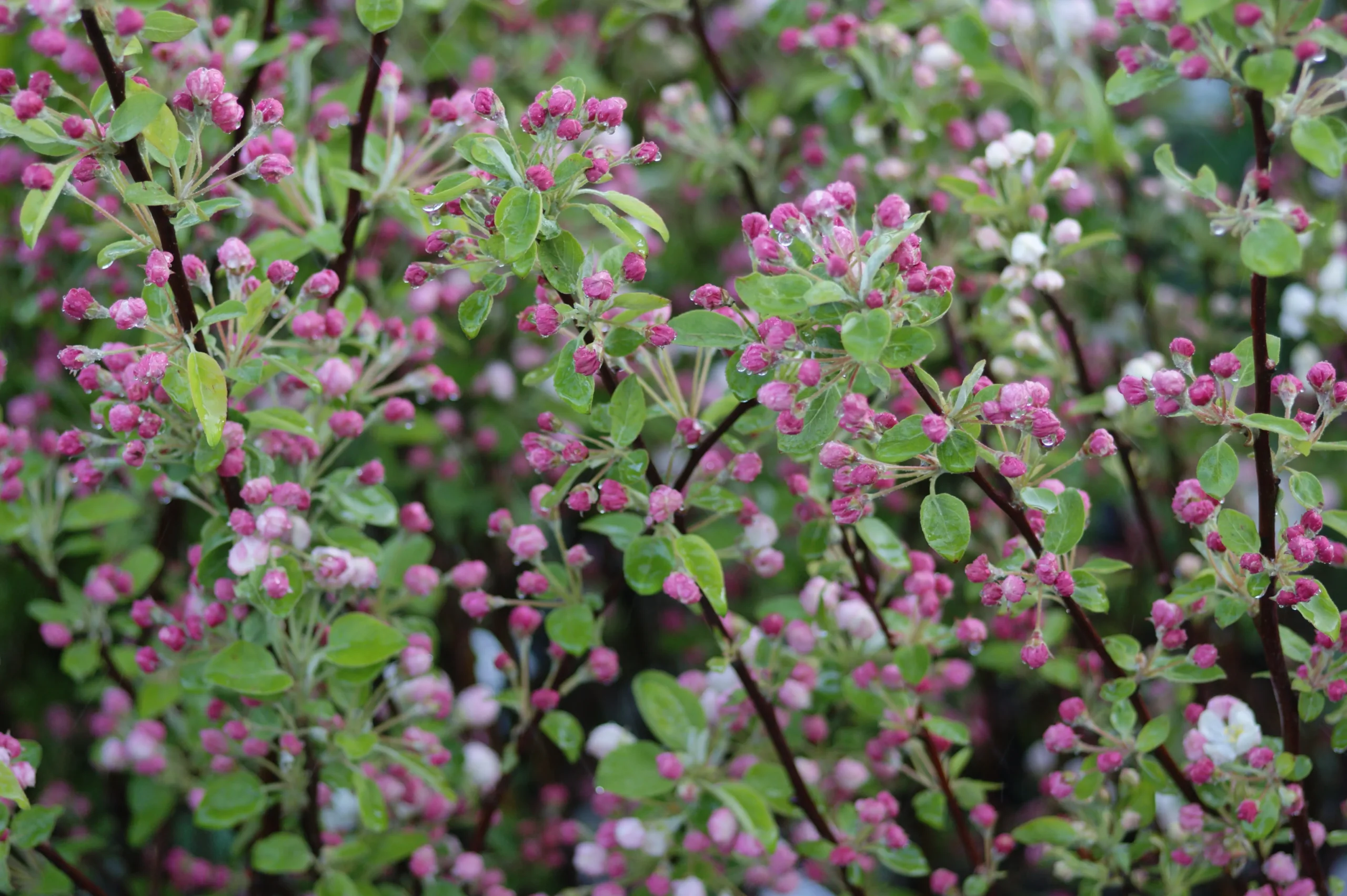Malus 'Evereste.' - Salgsstr.: Busk 80-100 Cm. - Paradisæble 4 Malus 'Evereste.' - Salgsstr.: Busk 80-100 Cm. - Paradisæble - Image 2