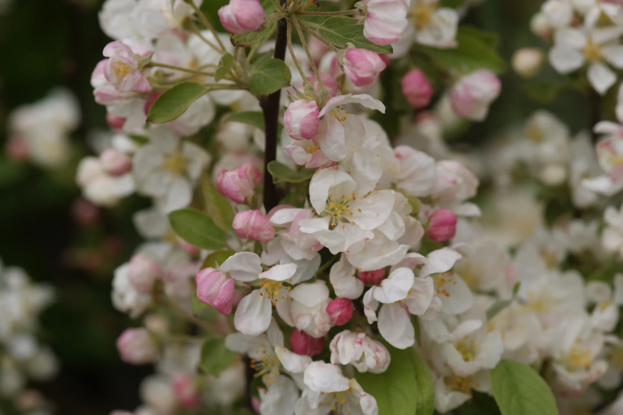Malus 'Evereste.' - Salgsstr.: Busk 80-100 Cm. - Paradisæble 5 Malus 'Evereste.' - Salgsstr.: Busk 80-100 Cm. - Paradisæble - Image 3