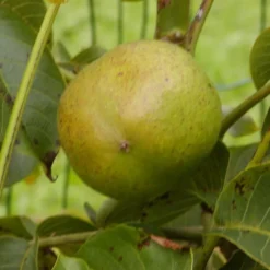Podet Storfrugtet Valnød 'Broadview'