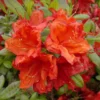 Azalea 'Feuerwerk' 1 Azalea 'Feuerwerk' -Planter Butik apa 11431