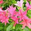 Azalea 'Jolie Madame' -Planter Butik apa 11471