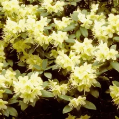 Dværgrhododendron 'Princess Anne'