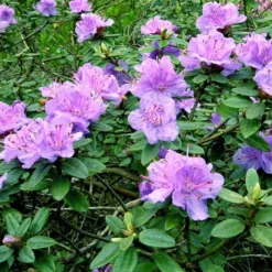 Dværgrhododendron 'Ramapo'