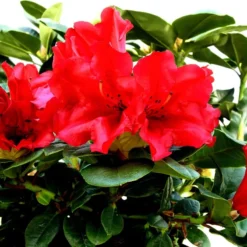 Dværgrhododendron 'Scarlet Wonder'