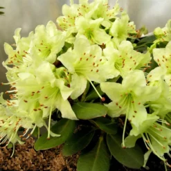 Dværgrhododendron 'Shamrock'