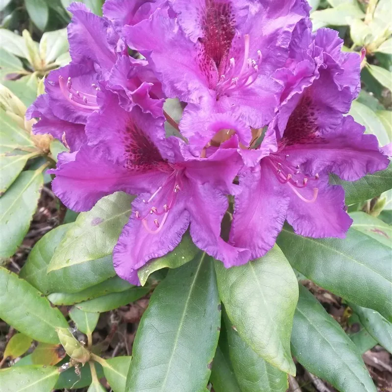 Rhododendron 'Azurro' 3 Rhododendron 'Azurro'