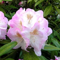 Rhododendron 'Brigitte Insigne'