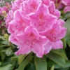 Rhododendron 'Claudine' -Planter Butik apr 10111
