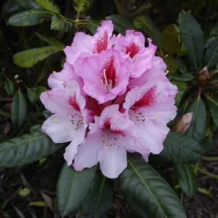 Rhododendron 'Diadem'