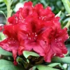 Rhododendron 'Erato' 2 Rhododendron 'Erato' -Planter Butik apr 10151