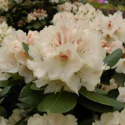 Rhododendron 'Goldbukett'