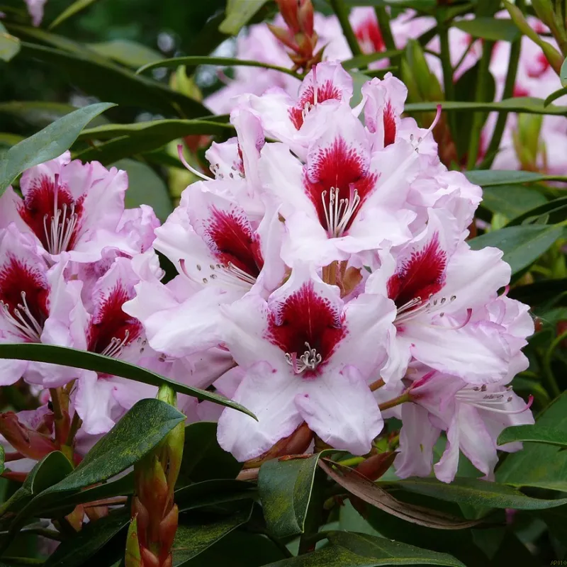 Rhododendron 'Graffito' 3 Rhododendron 'Graffito'