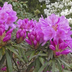Rhododendron 'Graziella'