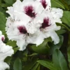 Rhododendron 'Hachmann's Picobello' 2 Rhododendron 'Hachmann's Picobello' -Planter Butik apr 10241